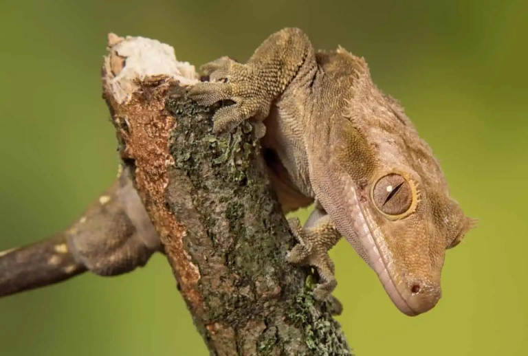 how to raise humidity for crested gecko