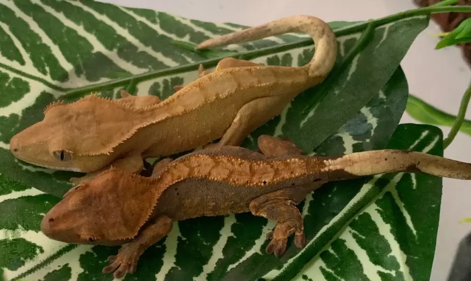 crested gecko humidity too low