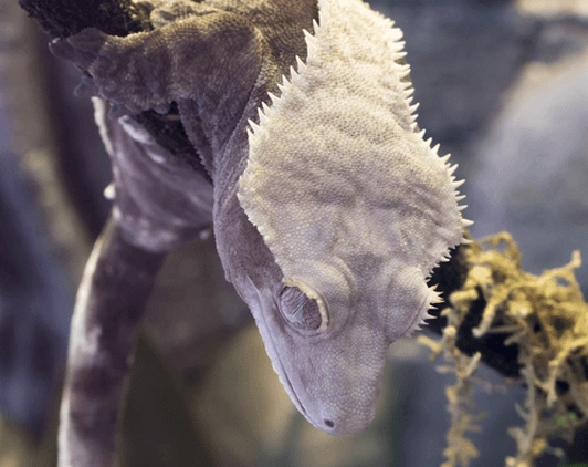 crested gecko care