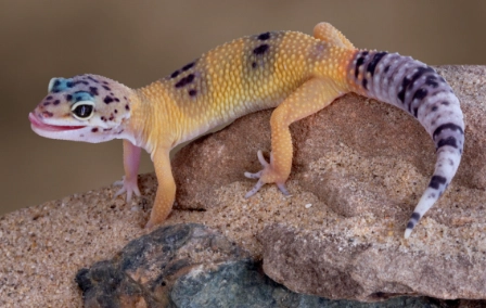 beautiful leopard gecko colors