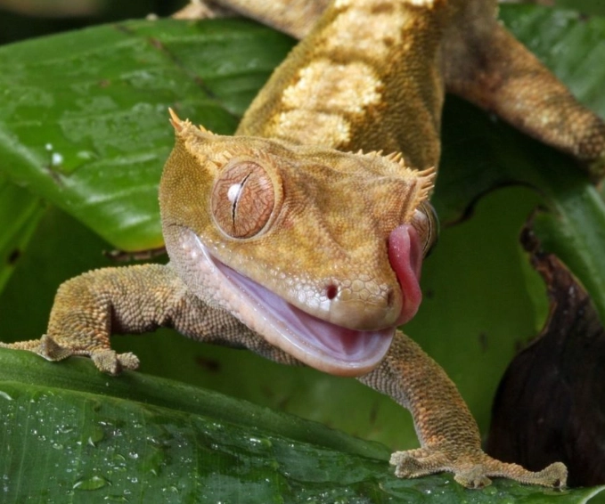 Is 90% humidity too high for a crested gecko?