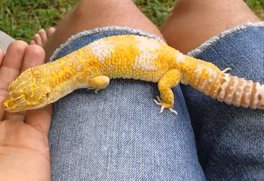 biggest leopard gecko