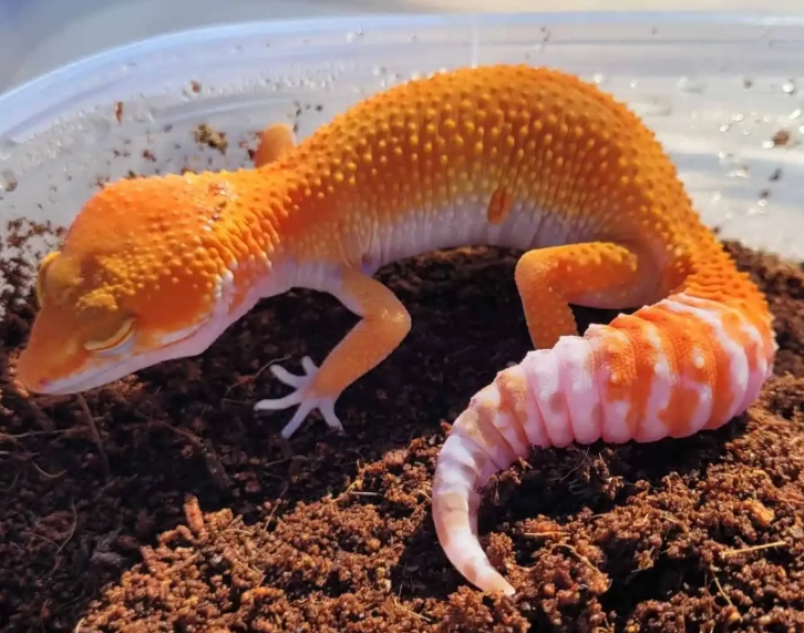 What is the prettiest leopard gecko?