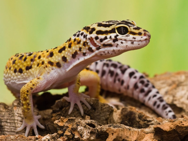 rare leopard gecko morphs