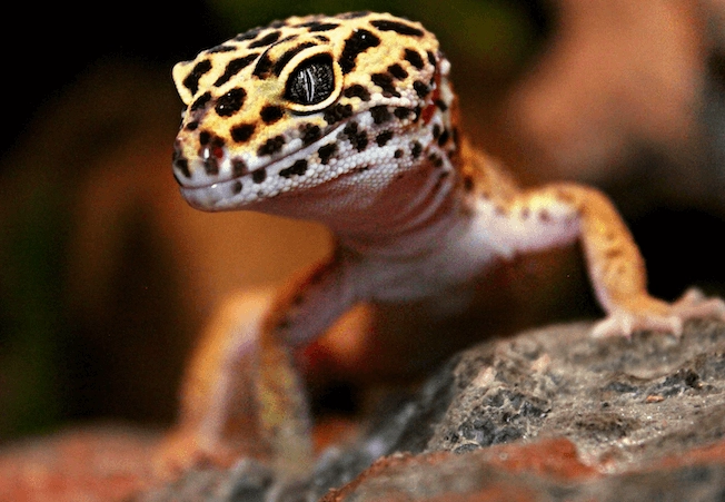 beautiful leopard gecko colors