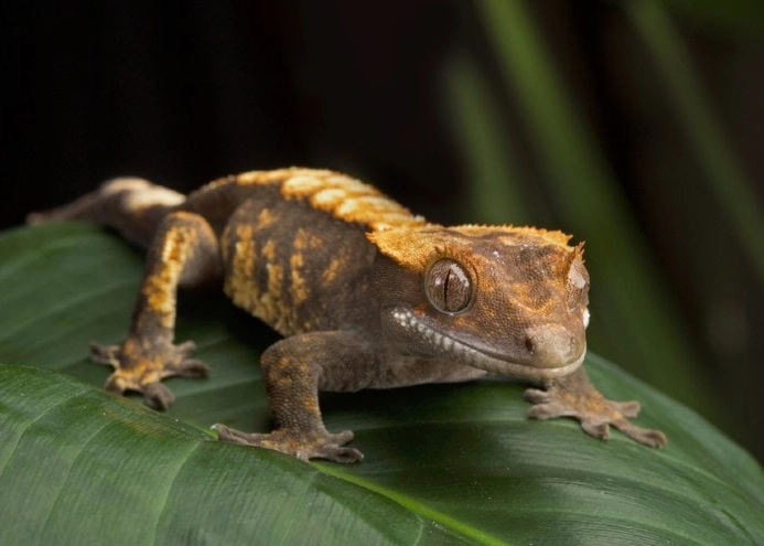 best hygrometer for crested gecko