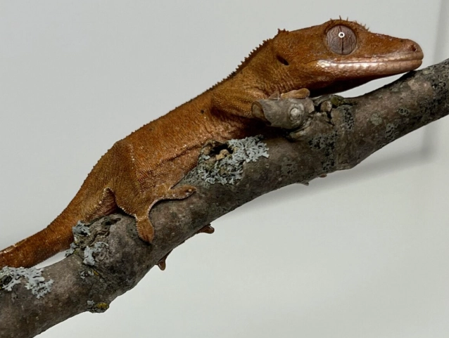 crested gecko humidity