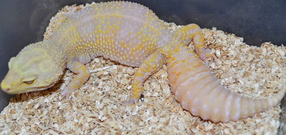 biggest leopard gecko