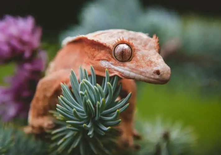 crested gecko shedding problems