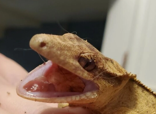 crested gecko dehydration