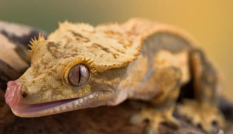 crested gecko dehydration