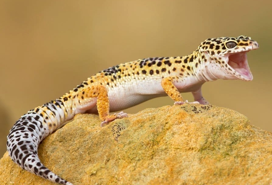 rare leopard gecko morphs