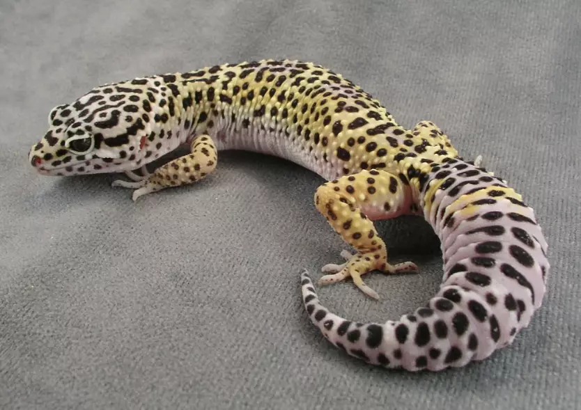 What is the biggest leopard gecko?