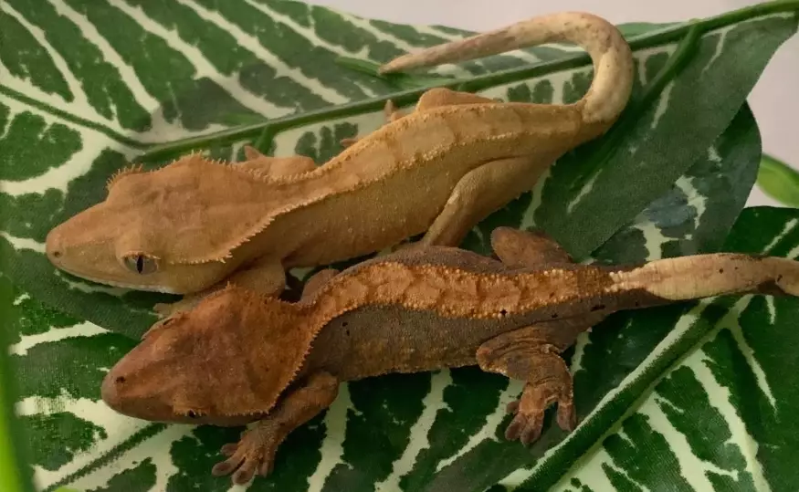 Crested gecko humidity levels