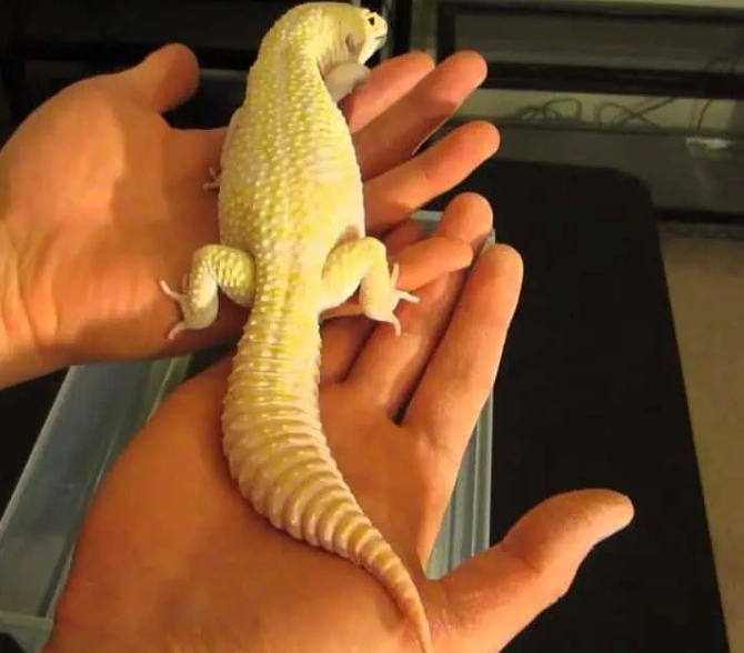 leopard gecko size chart