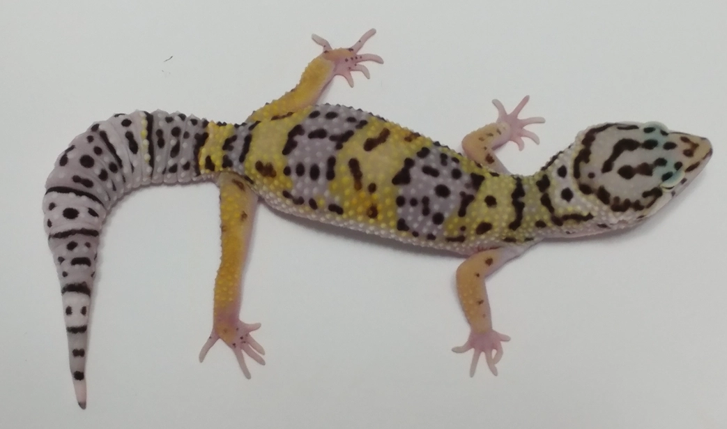giant leopard gecko care