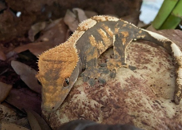 Crested gecko humidity too low