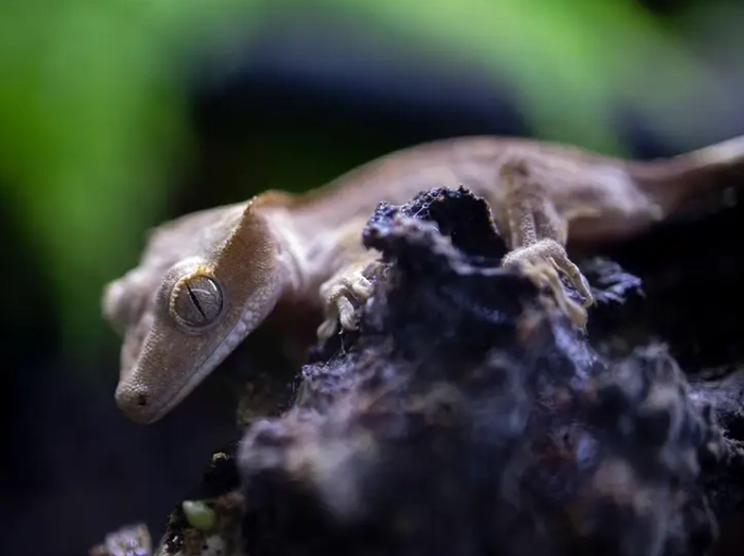 crested gecko humidity too low
