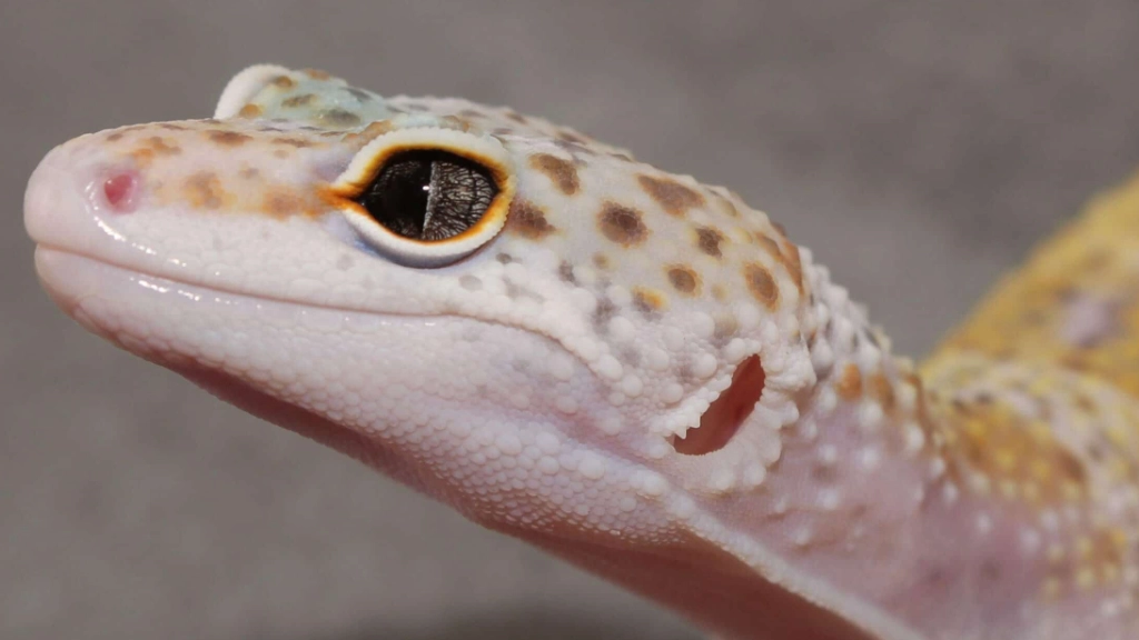 rarest leopard gecko morph