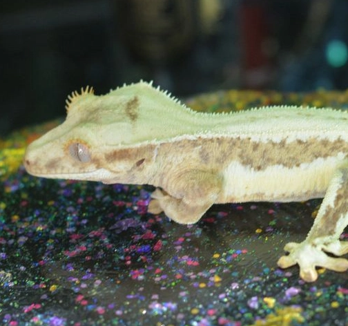 signs of dehydrated crested gecko