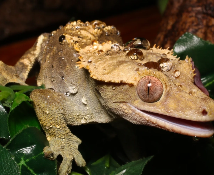 how to increase humidity for crested gecko