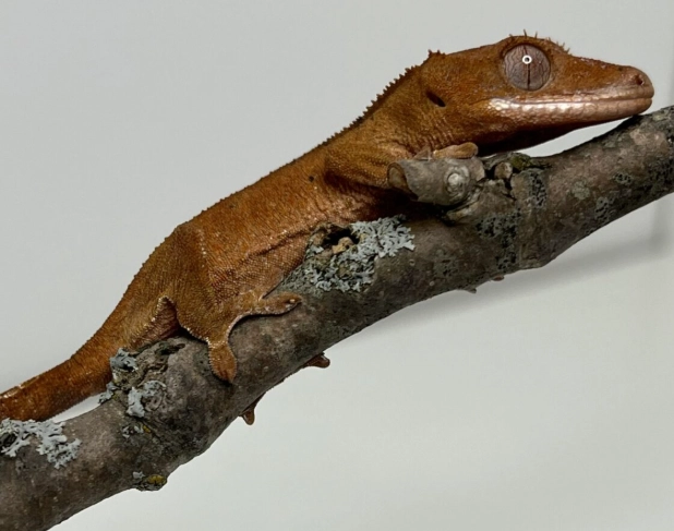 how to increase humidity for crested gecko