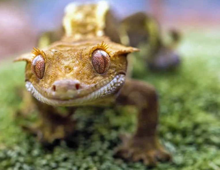 signs of dehydrated crested gecko
