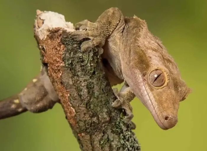 crested gecko shedding problems