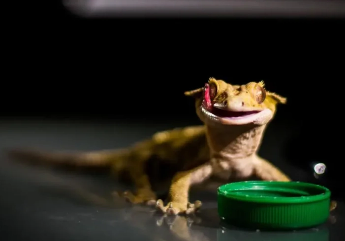 how to hydrate crested gecko