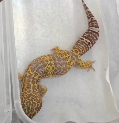 Super Giant leopard gecko size