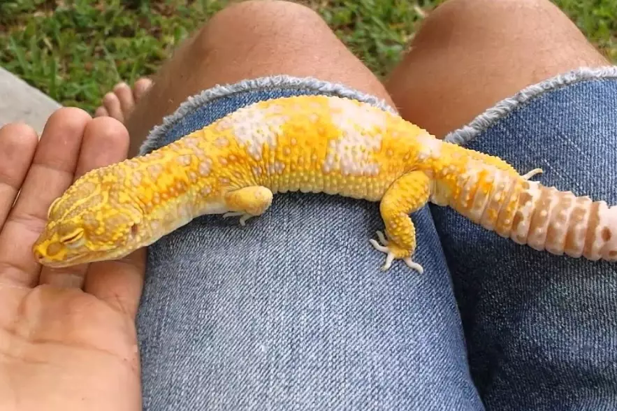 leopard gecko size chart