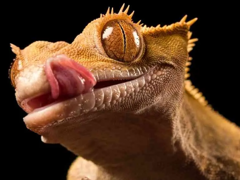 how to hydrate crested gecko