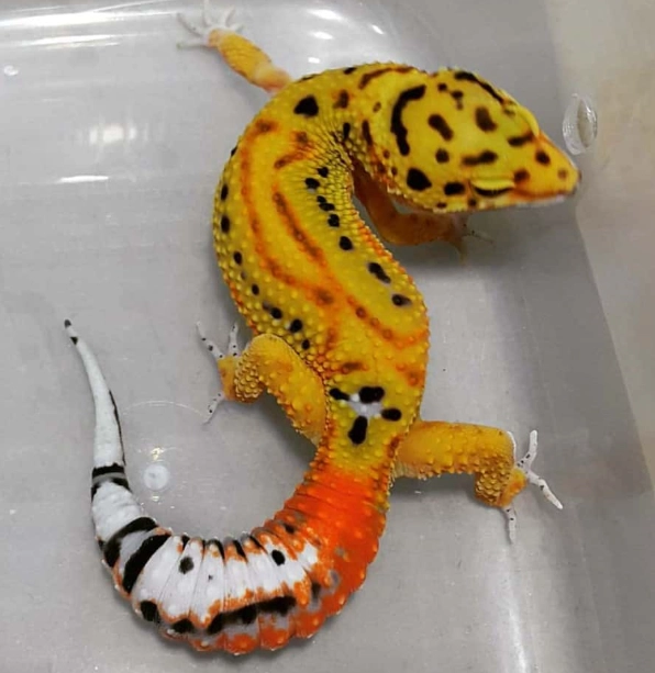 black night leopard gecko