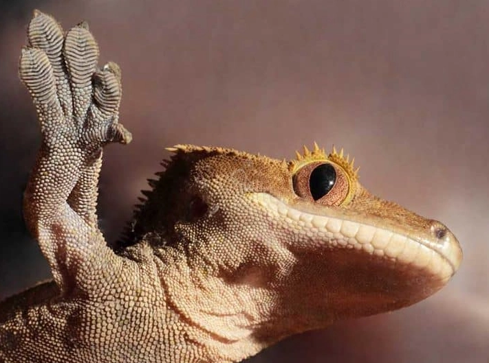 How to tell if a crested gecko is dehydrated?