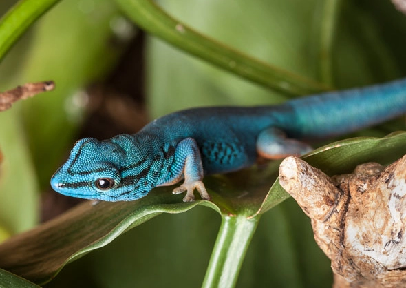 reptile habitat setup