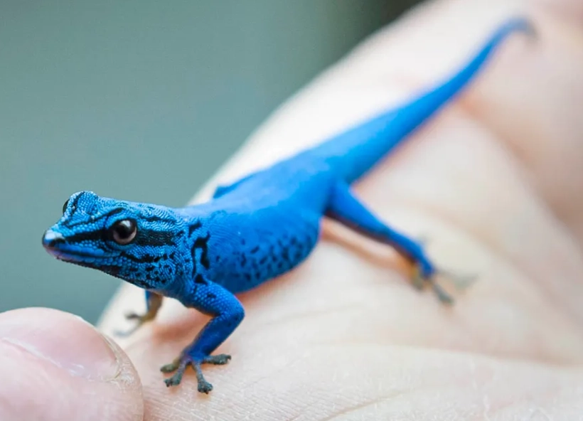 Blue leopard gecko