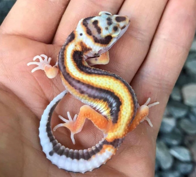 leopard gecko morphs