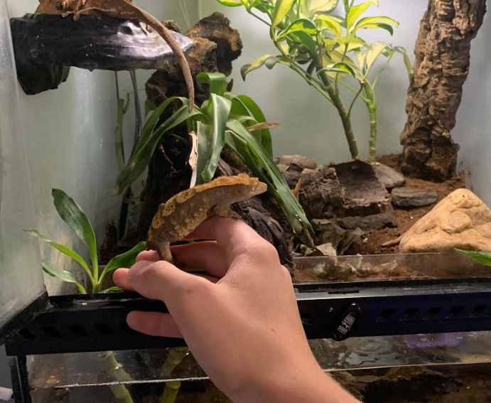 What size tank for a crested gecko?