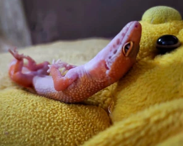leopard gecko morphs