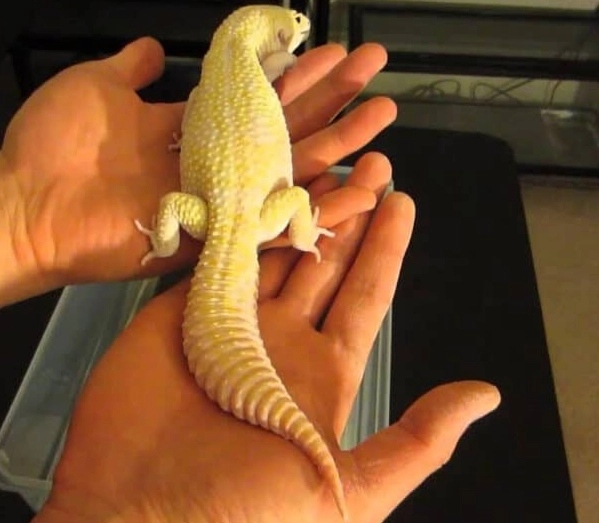 Super giant leopard gecko vs normal