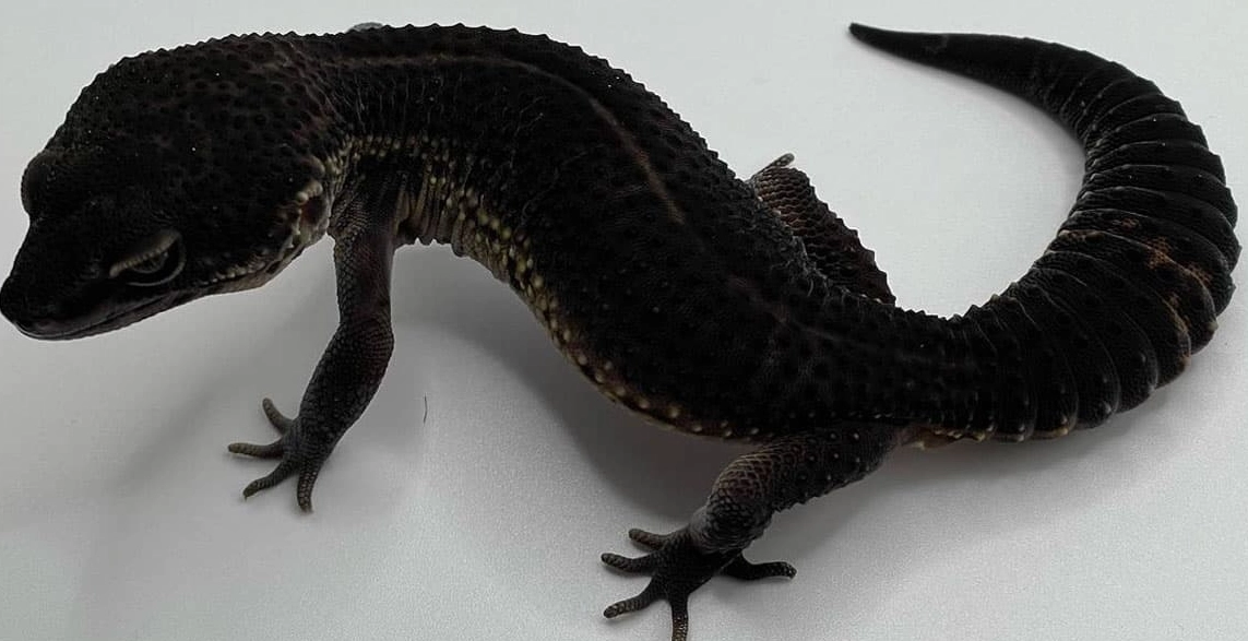 Black Night leopard gecko