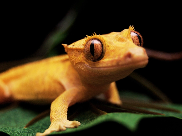 crested gecko care