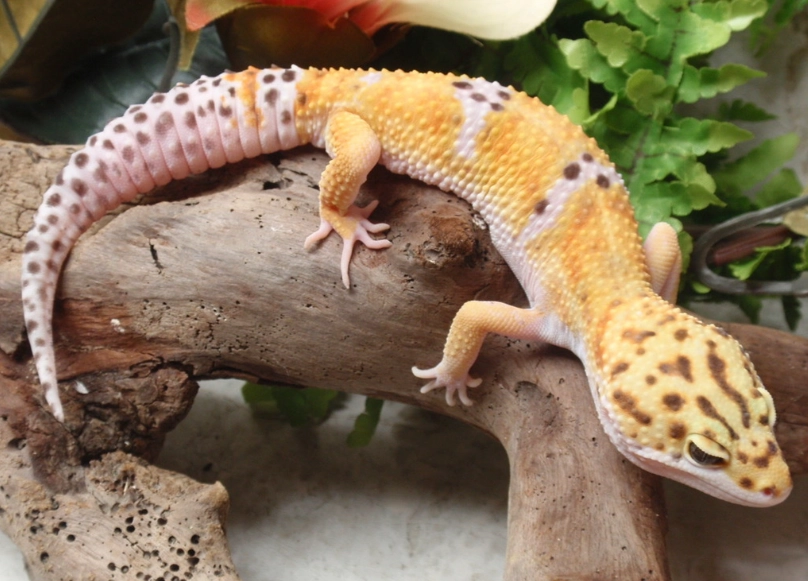 leopard gecko care