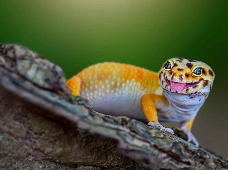 leopard gecko care for beginners