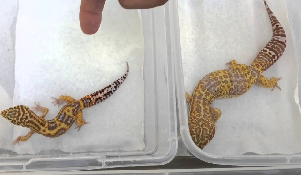 giant leopard gecko care