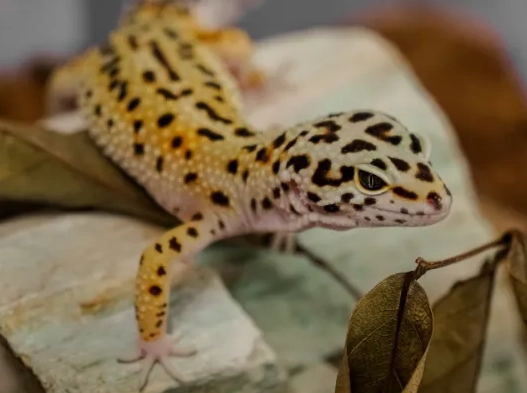 leopard gecko heating
