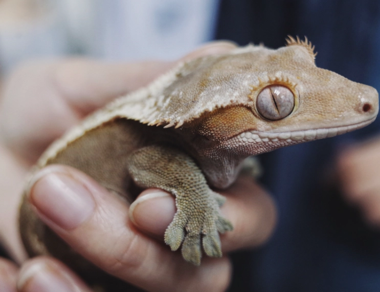crested gecko enclosure size