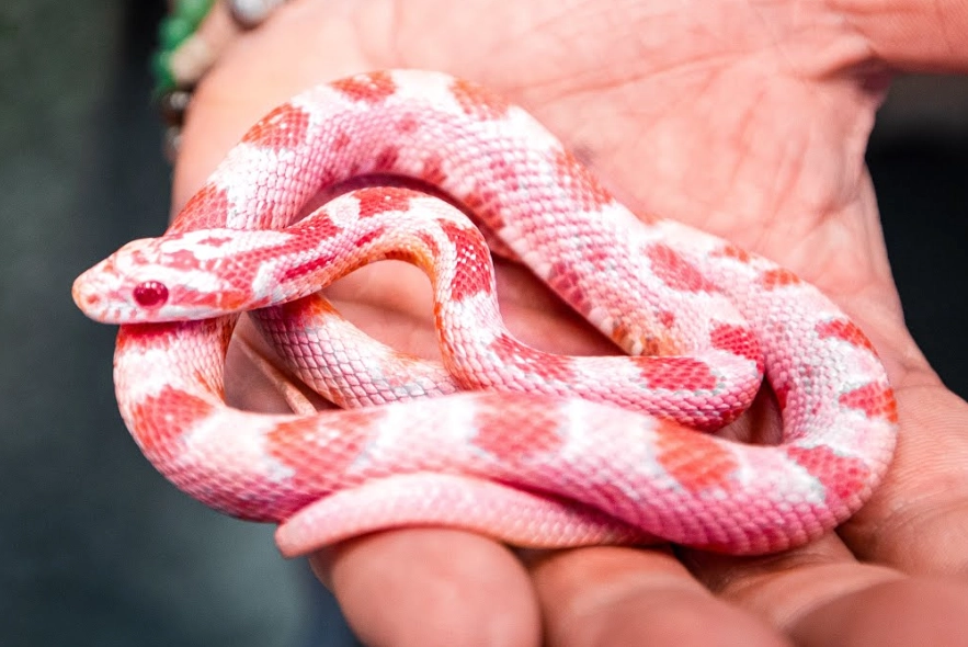 Are there any pink reptiles?