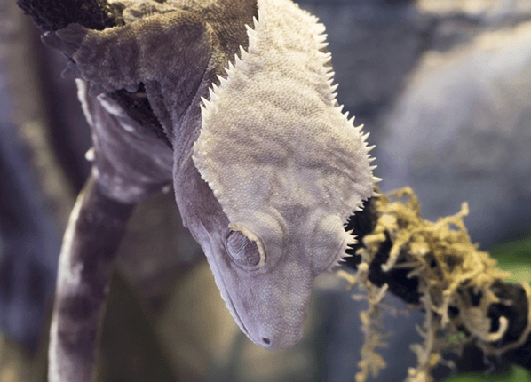 crested gecko humidity too high