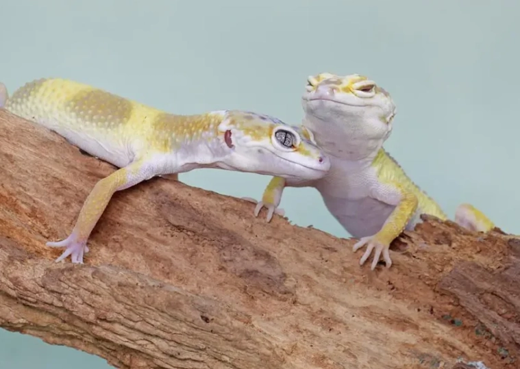 leopard gecko care for longevity